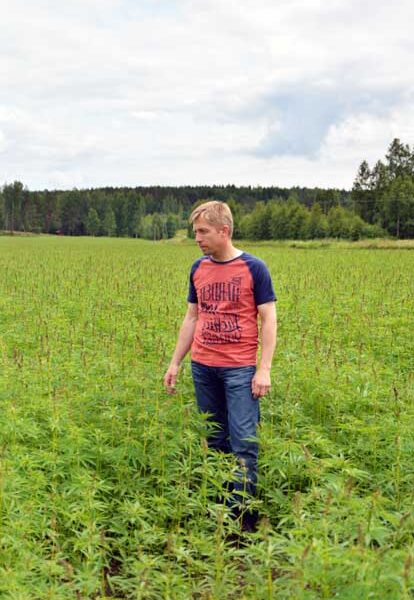 Hampulla on pitkä kasvukausi. Juha Peltonen kertoo, että syksyyn mennessä kasvuston pitäisi olla puolitoistametrinen.
