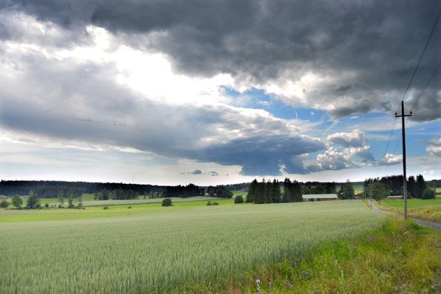Pilvinen ja sateinen sää ei tee aurinkoa ja kuivempaa keliä kaipaaville pelloille hyvää.