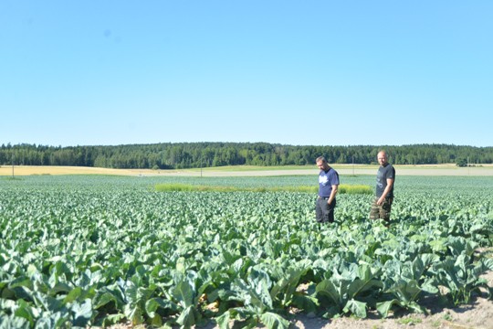 Kukkakaalia kerätään tänä vuonna noin viikkoa keskimääräistä myöhemmin. Petri ja Pasi Takala istuttivat keväällä puoli miljoonaa tainta.