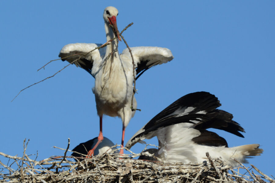 Vanhemmat tuovat poikasille nokassaan risuja. Sitten ne oksetavat kastemadoista ja sammakoista muodostuvan herkkuaterian pesän pohjalle. Poikaset syövät ruuan kovalla kiireellä.
