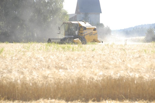 Puintityöt olivat täydessä vauhdissa viime viikolla. Karri Pitkänen tyhjentää puimurin säiliötä.