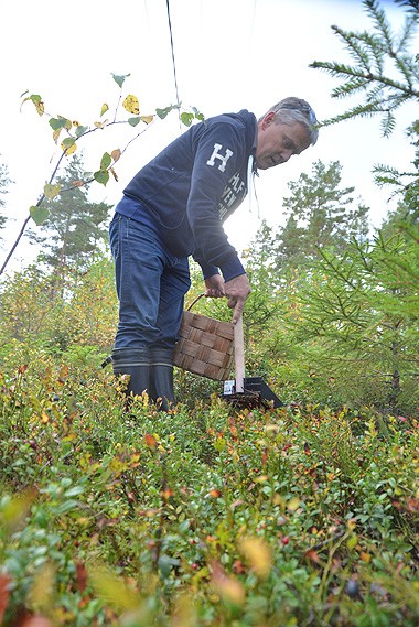 Marko Suominen luottaa poiminnassa varrelliseen poimuriin, jota myydään Marjukka-nimisenä.
