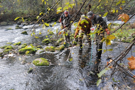 Aki Janatuinen Riverkeepersistä, Ari Saura ja Karl Sundman Luonnovarakeskuksesta kahlasivat lohenpoikasten perässä.
