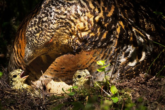 Ana Schorinin voittokuva koppelosta ensimmäisine poikasineen.