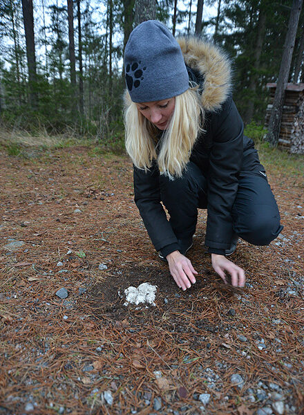 Jenni Merilä upottaa suden jäljestä tehdyn valoksen hiekkaan. Valoksen koko kertoo havainnoillisesti, miten iso suden tassu on.