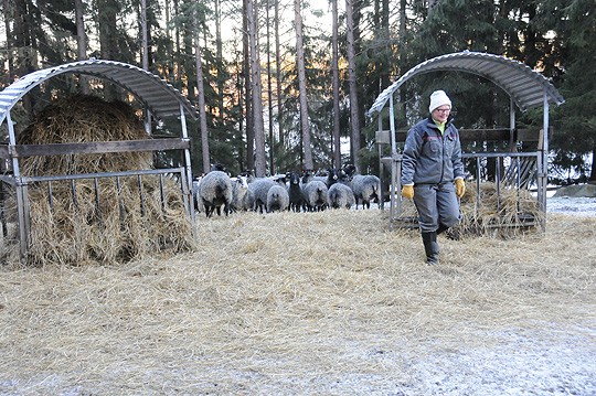 Leena ja Stig Monthenin lampaat viettävät päivät ulkona edelleen.