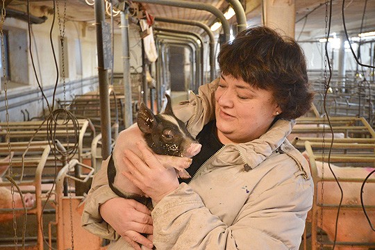 Aavaharjujen huolellinen porsitus sai tunnustusta. Benita Aavaharju otti syliin vielä imemisiässä olevan porsaan.