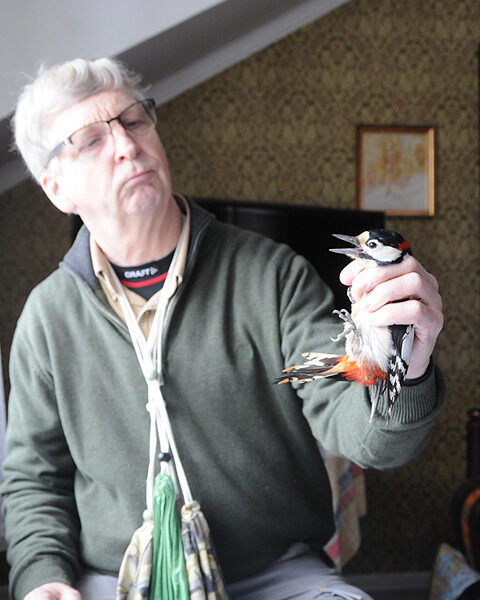 Tällä käpytikalla oli jo rengas jalassaan. Hannu Ekblom pisti muut tiedot vihkoon ja päästi nakuttajan takaisin luontoon.