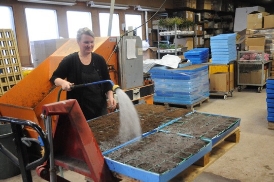 Marja-Liisa Leinonen antaa yrteille vettä.