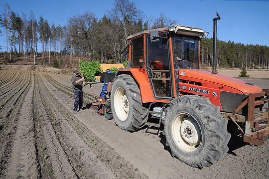 Vesa Siponen oli kaalinistutustyössä tiistaina. Traktorin puikoissa istuu Juri.