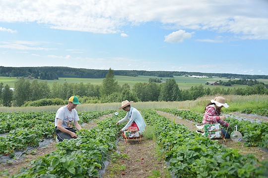 Tytär Angkna Somehjt (Nun) ja äiti Lamom Khrueawan (Oi) poimivat mansikkaa Hannu Mäkelän tilalla.