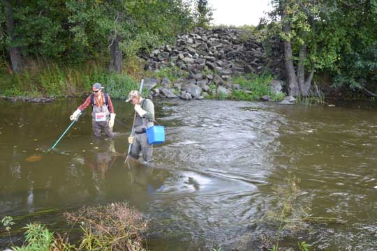 Kiskonjoella tehtiin viime viikolla sähkökoekalastuksia. Prinkkalankoskella olivat haavien kanssa viime torstaina kalastusalueen Olli Ylönen ja Valonian Janne Tolonen.