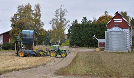 Janne Kaarlamo kippasi juurikkaita aumaan perjantaina. Kerrallaan nostokoneen kyydissä kulkee noin seitsemän tonnia jurttia.