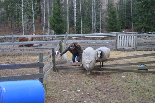 Ami Lammisen seuralliset lampaat ovat päivät ulkona, illan hämärtyessä ne ohjataan lampolaan.