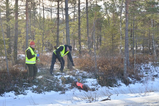 Aurinkoinen aamu on virka-avun antajille olosuhteena mainio, usein lähdöt tulevat pimeän aikaan. Jouko Muurinen toteaa tosin juhannuksen seudulle sattuvan usein peurakolarien suman. Tapio Nurmi muistuttaa, että silloin sattuu, kun liikennettäkin on paljon. Tiistaiaamuna metsään nenineen lähti myös mäyräkoira Teo.
