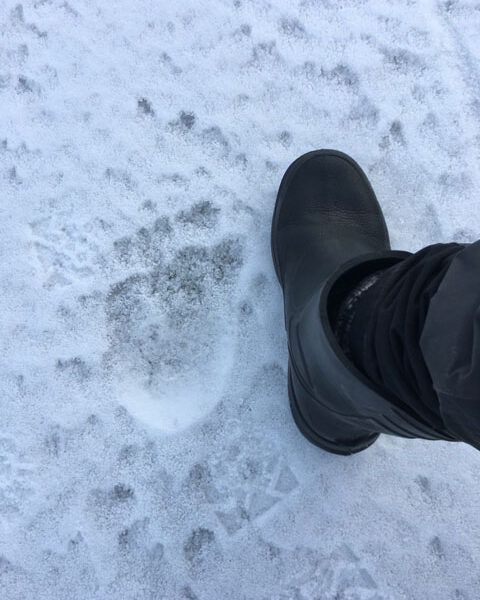 Meren jäältä löytyi kookas jälki; mittapuuksi kuvaan otettu saapas on kokoa 44.