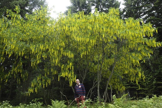 Matti Laukamo näyttää pieneltä kultasateensa alla.
