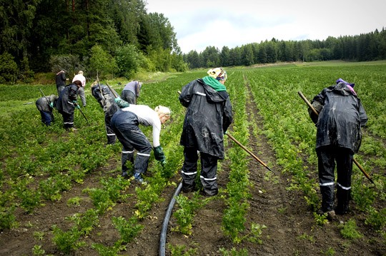 Selleripellossa riittää työsarkaa monelle.