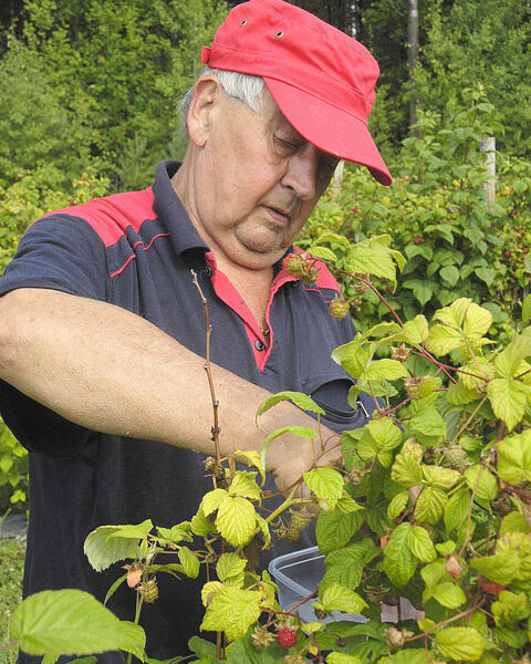 Reijo Lindholm on siirtynyt mansikkamaalta vadelmapensaisiin, joita Melkkilän puutarhalla on noin kahden hehtaarin kokoisella alalla.