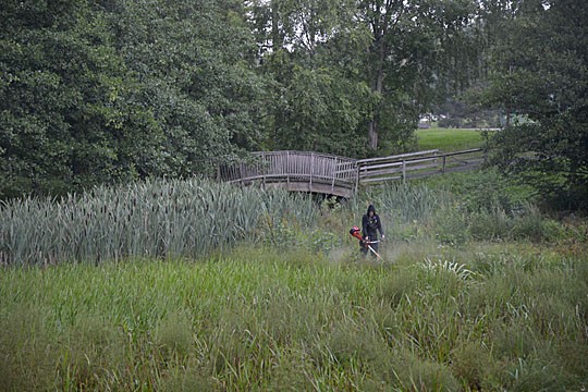 Pesänlammen keskeltä ajettiin kasvusto tasaiseksi siimaleikkurilla.