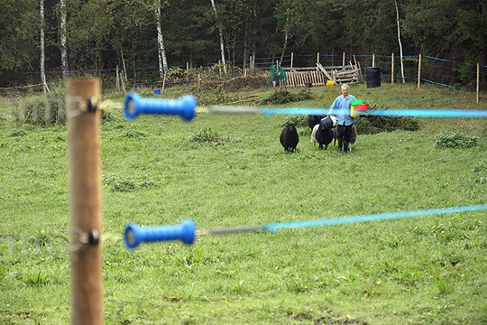 Sinisiin aitalankoiihin ei sovi koskea jännitteen ollessa päällä. Lampaat oppivat nopeasti pitämään tietyn etäisyyden aitaan, mutta tulivat Rauli Ailuksen kauraämpärin houkuttelemina kuvattavaksi.