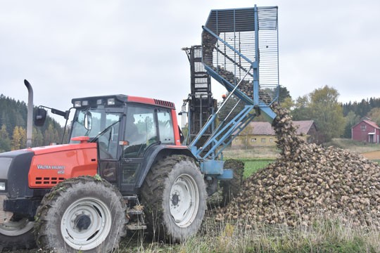 Syksy on edennyt tähän pisteeseen; juurikasta nousee maasta. Erkki Seppä kippasi kuorman aumaan Perniön Unosissa.
