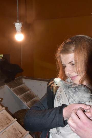 Miia Peltonen ja nuori Hollannin valkohuntu, aikuisena komea ilmestys. Yllätykseksi jää, mitkä Peltosen eläimistä pääsevät tänään reissuun.