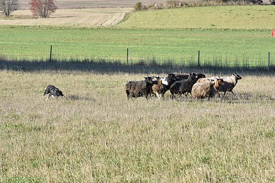 Lampaiden ainoa vaihtoehto on totella, kun bordercollie Pyhis tekee työtään.