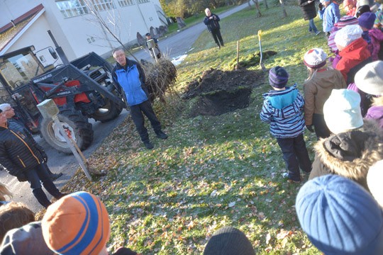 Seppo Willgren kertoi, miksi traktorin kauhassa istuttamistaan odottava puu on juuri tervaleppä.