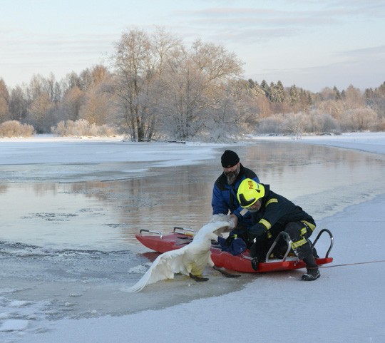 Joutsen sai kelkkakyydin rantaan ja lämmittelemään.