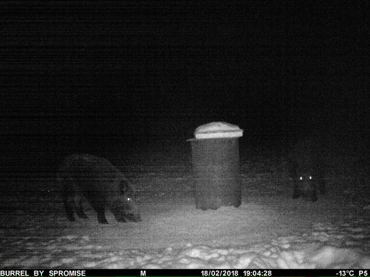 Villisian leppoisa olemus hämää: eläin puolustautuu tarvittaessa ärhäkästi. Kuvan kaksikko sattui riistakameran eteen Perniössä. Kuva Pekka Arimaa