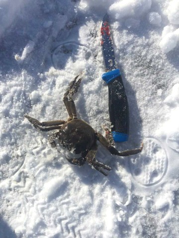 Jään alla voi lymytä tällainenkin veijari. Puukko antaa mittakaavaa villataskuravulle. Kuva Jyrki Sahlström