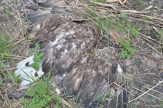 Läheltä merenrantaa löytynyt kotka oli rengastamaton.