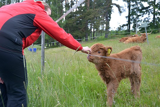 Vasikka tuli tervehtimään Jenni Räsästä.