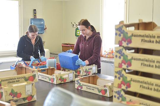 Mansikkaa lähdössä kuluttajille. Mia Lindroos ja Monica Mustamo pakkaavat Rantamäen tilalla.