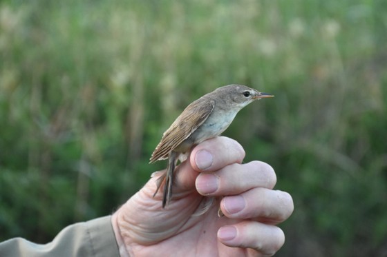 Hannu Ekblom on tavannut harrastuksensa parissa kaikennäköisiä siivekkäitä.