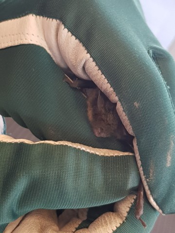 Parin kuukauden ikäinen viiksisiippanaaras painoi runsaat kuusi grammaa. Kuva Anette Holappa.