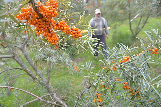Ari Sirkiällä on Tuohitussa lähes 400 tyrnipensasta.