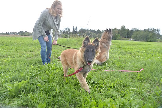 Koirapuistoa on mietitty vanhan pappilan alueen taakse. Miia Peltosen koirat Dio ja Devi koekävelivät niityn tiistaina.
