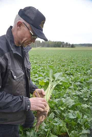 Reilusta puolesta kilosta kiloon, arvioi Taamarlan tilan Juha Wikström juuren painoksi.