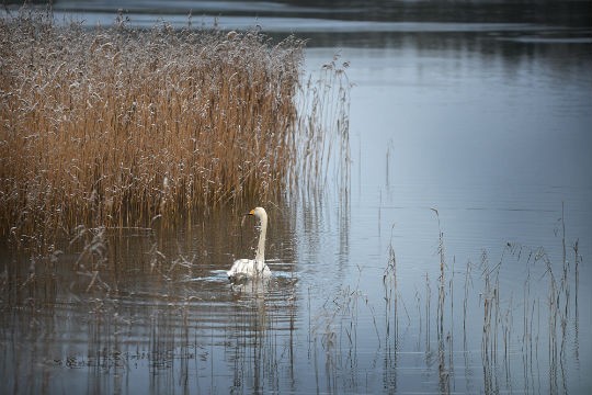 Joulukuun joutsen Särkisalossa.
