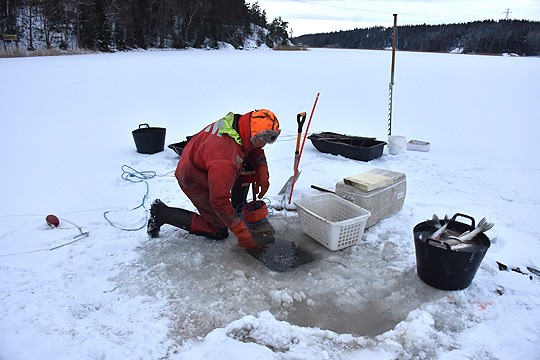 Ville Toivonen nosti keskiviikkona kuhaa Teijon edustalta.
