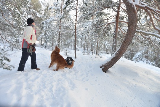 Puolimatkan krouvi: koirat Edu ja Bono saavat herkkunapit perinteisesti vinon puun luona.