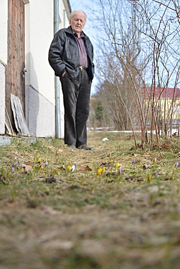 Ensimmäiset krookukset nousevat nurmesta Peltosten seinustalla.