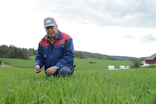 Vielä puuttuu pituutta, arvioi Erkki Laurila heinästä. Hän uumoilee tämän kesän sadosta viimevuotista parempaa.