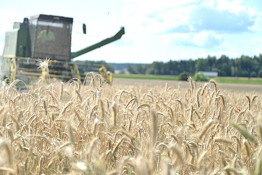 Matti Fontell oli rukiin puinnissa Perniön Lupajalla maanantaina.