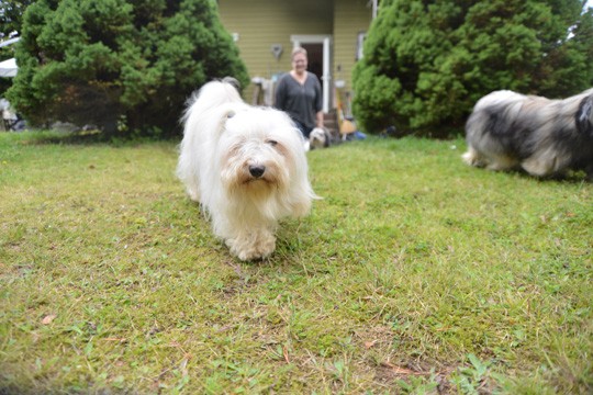 Teppo tutustuu kameraan, Matti seurailee takaa Minna Paanasen helmoissa. Oikealle säntää päivähoidossa ollut Cooper.