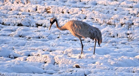 Yksinäinen kurki etsi maanantaina Perniön kirkonkylässä ruokaa jään ja lumen alta. Silminnäkijöiden mukaan kurki on ollut samassa paikassa jo pitkään. Paikalliset lintuharrastajat ovat huolehtineet linnun ruokinnasta. Kuva Eero Ketola.