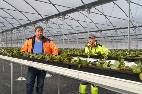 Vaanelan Puutarhalla istutettiin tällä viikolla täyttä häkää mansikantaimia uusiin 4000 neliön kasvutunneleihin. – Meillä on toistaiseksi hyvä tilanne työvoiman kannalta, sillä saimme 50 hengen vakioporukan lisäksi kevätsesonkiin 20 henkilöä ennen rajojen sulkua. , Vaanelan Puutarhan toimitusjohtaja Ismo Vaanela sanoo vierellään työntekijä Axel Ristoja.