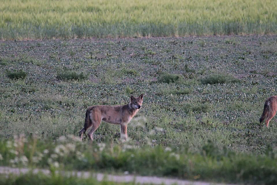 Susi seisoo kesällä pellolla.